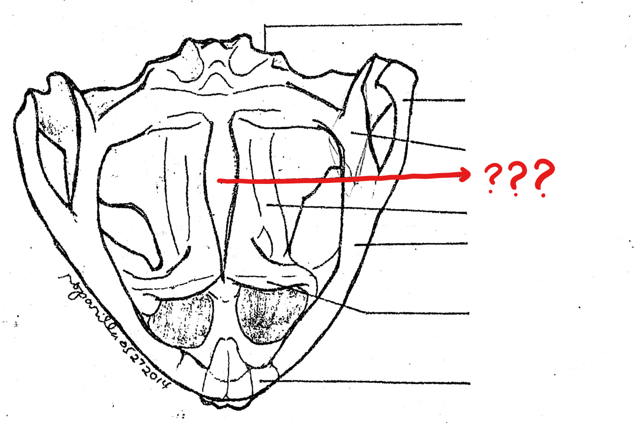 <p>located on the skull (ventral view); unpaired dagger-shaped bone at the base of the cranium, ventral to the fronto-parietals; forms the floor of the cranium</p>