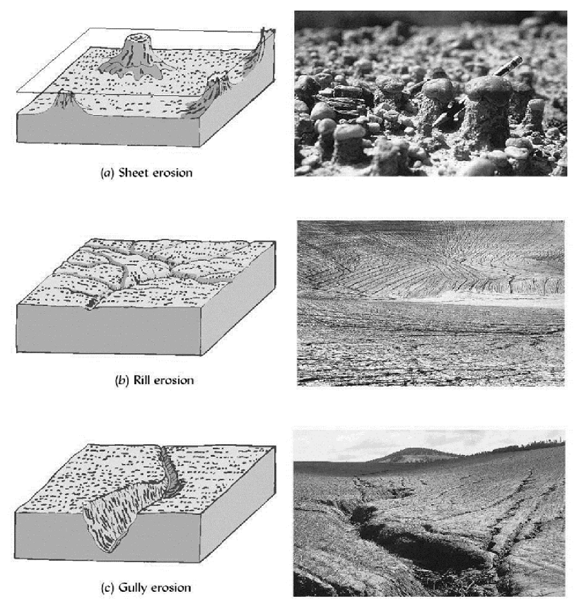 <p>rill (water erosion)</p>