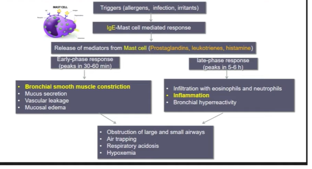 <p>Allergens, infections, exercise, drugs, hormonal changes, stress, smoke, cold air</p><ul><li><p>IgE Type 1 Hypersensitivity</p></li></ul><p></p>