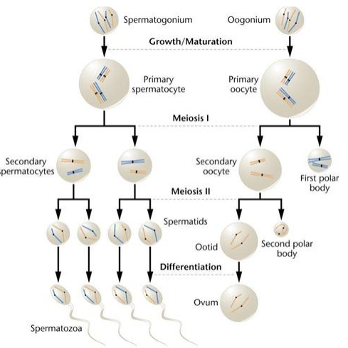 <p>Spermatogenesis: 1×2N→ 4×1N<br>Oogenesis: 1×2N→1N</p><p>Oogenesis produces less because 2 polar bodies are released (have less cytoplasm)→ eggs are much larger and contain much more cytoplasm than sperm cells (only transfer DNA material)</p>