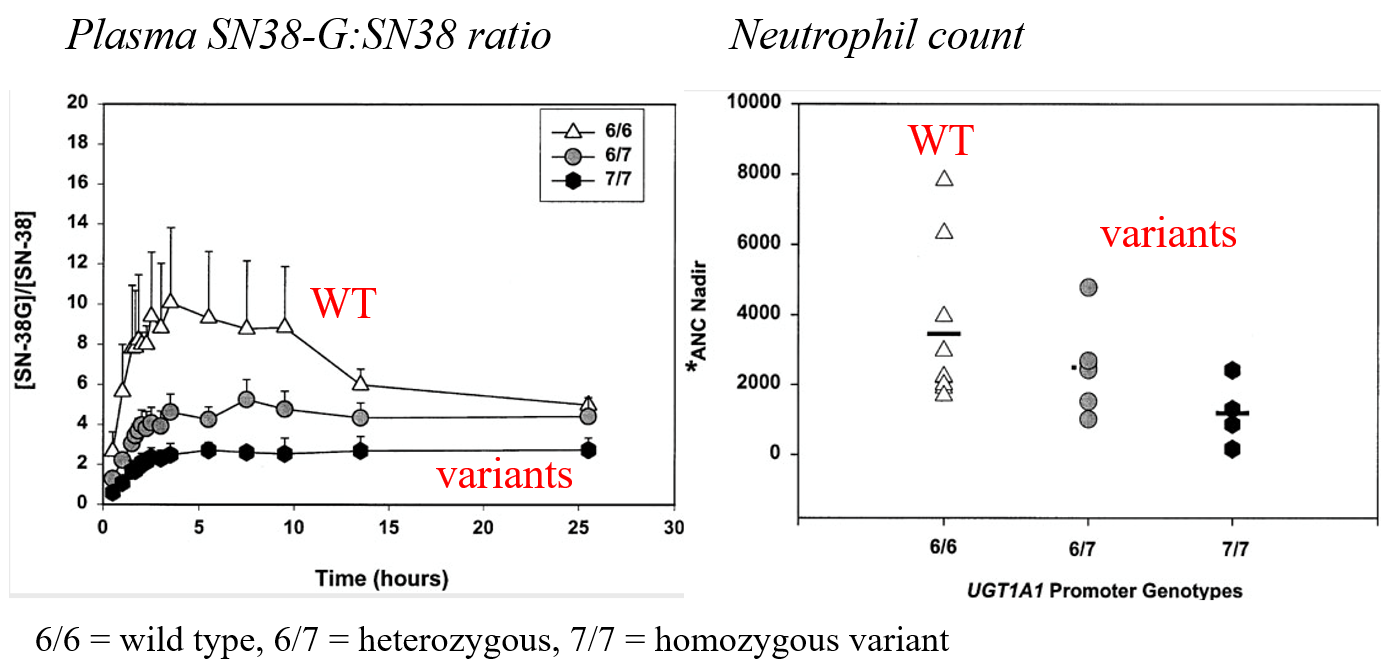 <p><span>The FDA-approved drug label for irinotecan states that </span><span style="font-family: &quot;Times New Roman&quot;;"><em>“when administered as a single-agent, a reduction in the starting dose by at least one level of irinotecan hydrochloride injection should be considered for patients known to be homozygous for the&nbsp;UGT1A1*28&nbsp;allele”&nbsp;</em></span></p>