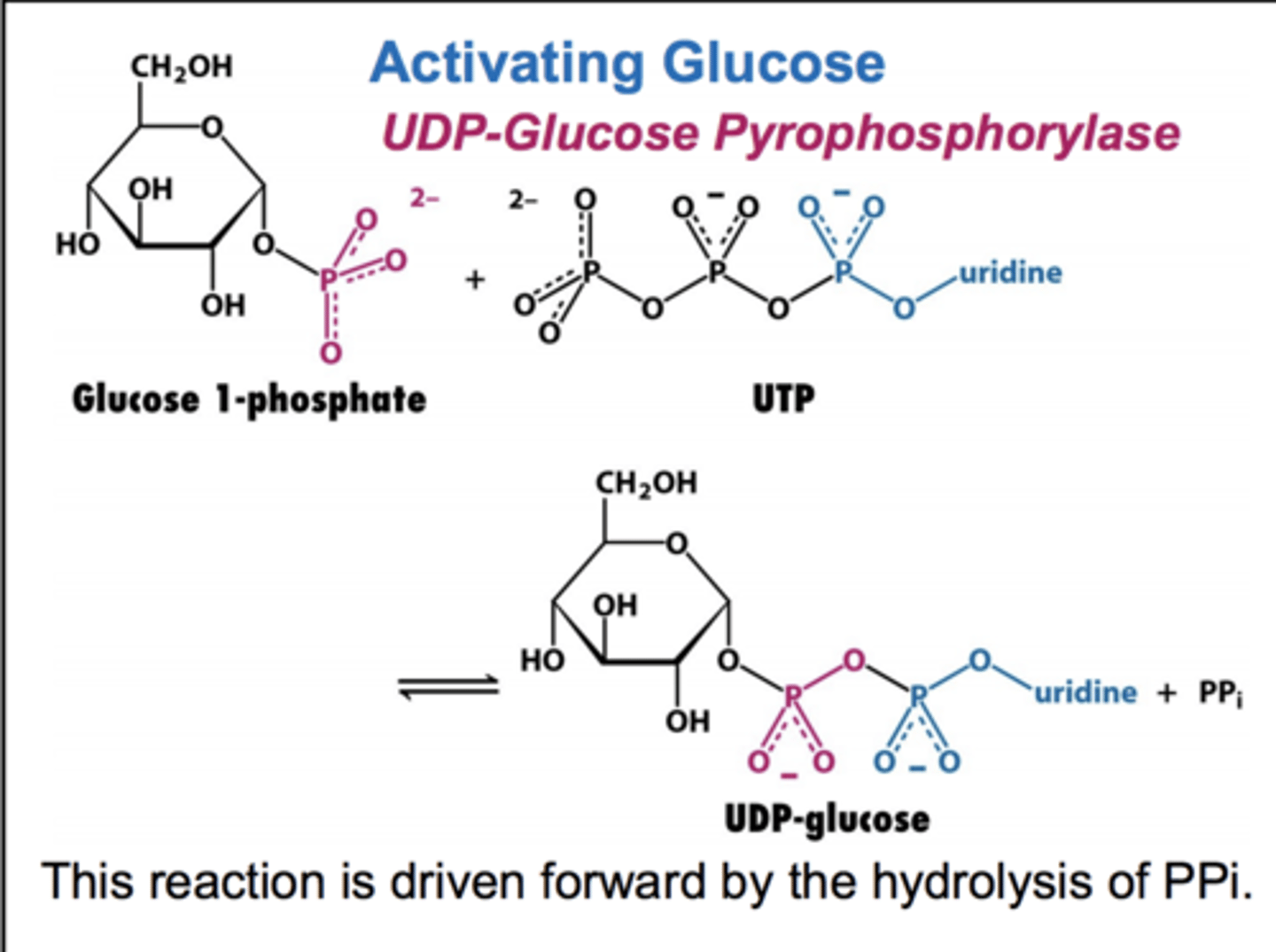 <p>inhibitors of Carbamoyl phosphate synthetase II in animals</p>