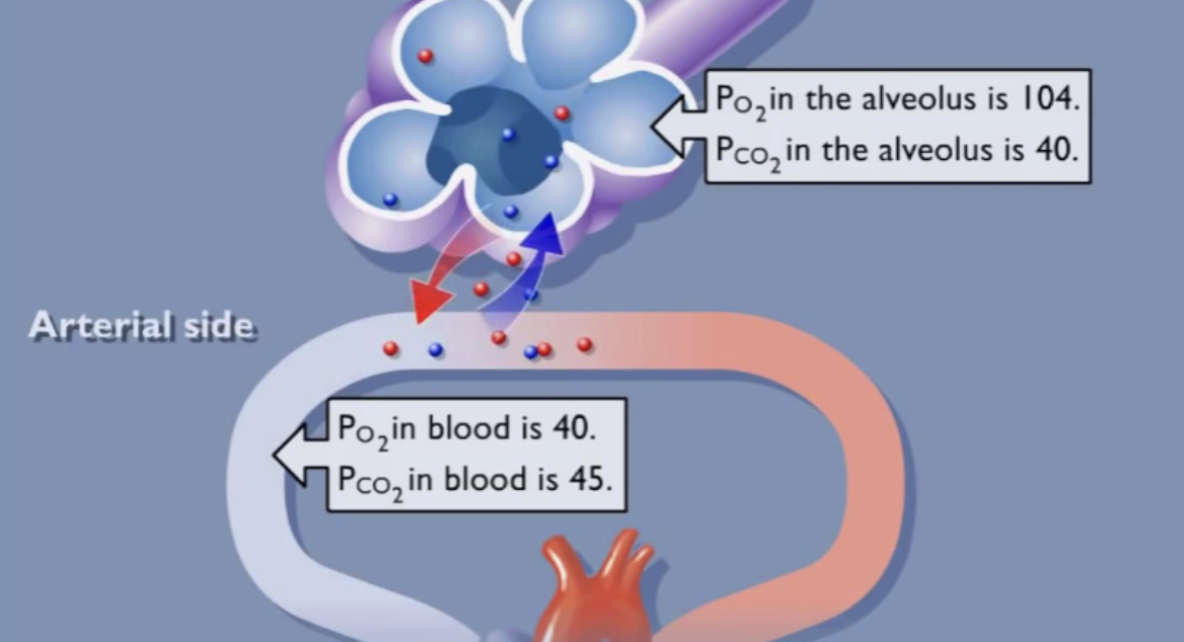 <p><strong>CO<sub>2</sub> </strong>has a greater partial pressure in the pulmonary capillaries than in the alveoli, so it diffuses into <strong>the alveoli</strong></p>