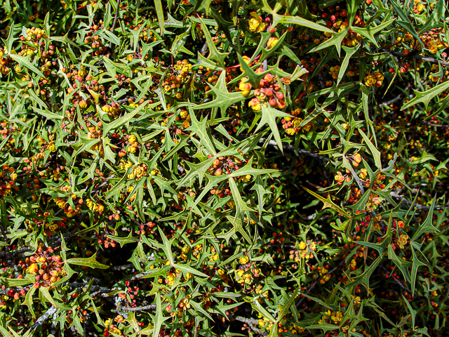 <p>Berberis trifoliolata<br>(Barberry)</p>