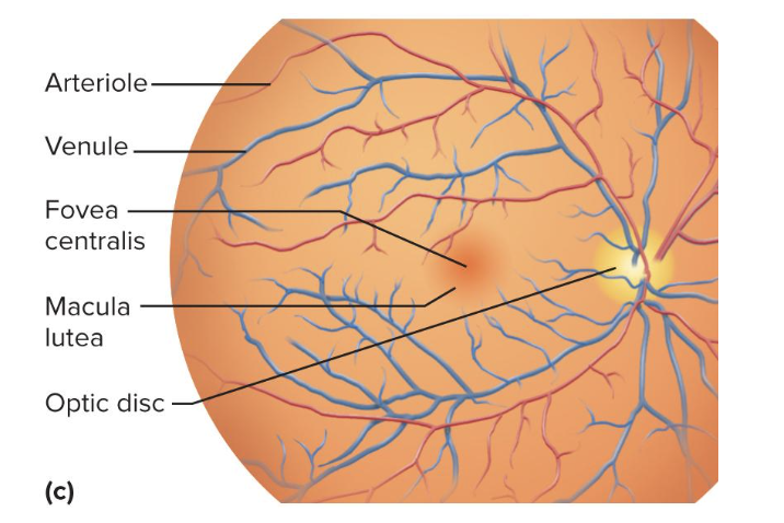 <p>pit in center of macula lutea</p>