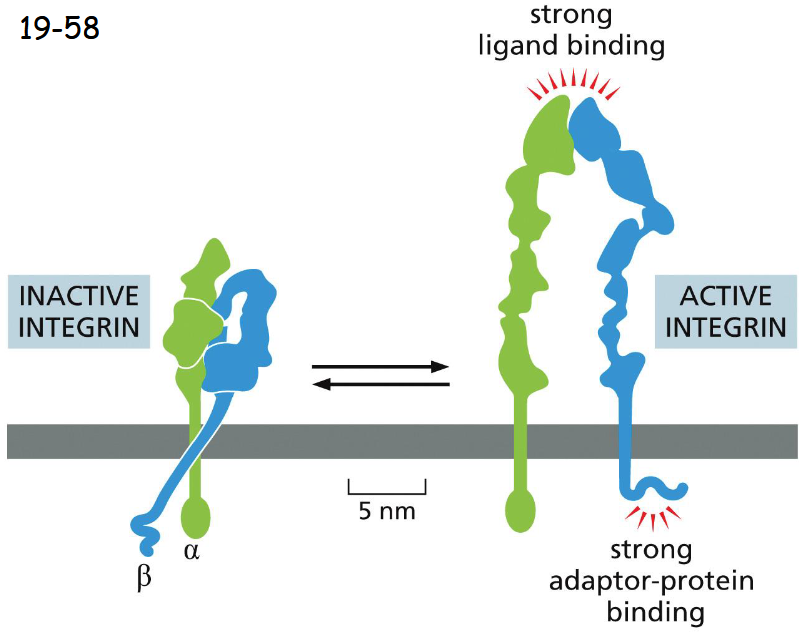 <p>Integrins exist in two different states:</p><p>They fold into a compact and inactive structure, but are more extended when becoming active.</p><p>When integrins are active under tension, the adaptor proteins are attached to actin filaments </p>