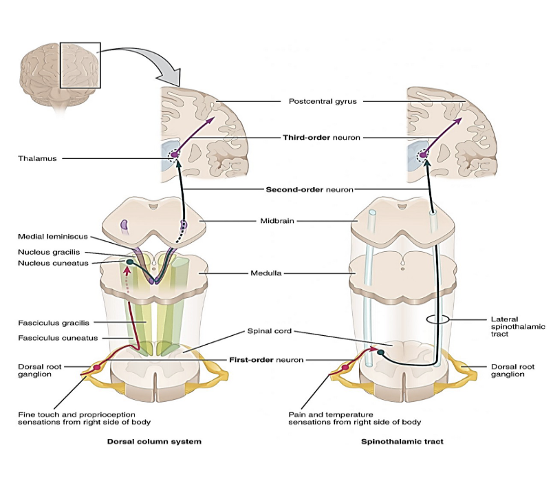 <p><span style="color: rgb(0, 0, 0);"><strong><span>dorsal columnar tract</span></strong></span></p><p><span style="color: rgb(0, 0, 0);"><span>Pathway that carries information from the spinal cord to the thalamus to be processed<br>• Fine touch and proprioception (awareness where body parts are without looking at them, and where they are relative to each other)</span></span></p><p><span style="color: rgb(0, 0, 0);"><strong><span>Spinothalamic Tract</span></strong></span></p><p><span style="color: rgb(0, 0, 0);"><span>Pathway that carries information from the spinal cord to the thalamus to be processed<br>• Pain and temperature sensations</span></span></p>