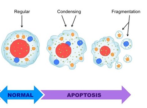 <p>cell death, which is triggered either outside or inside the cell due to a &quot;cell-suicide&quot; gene</p>