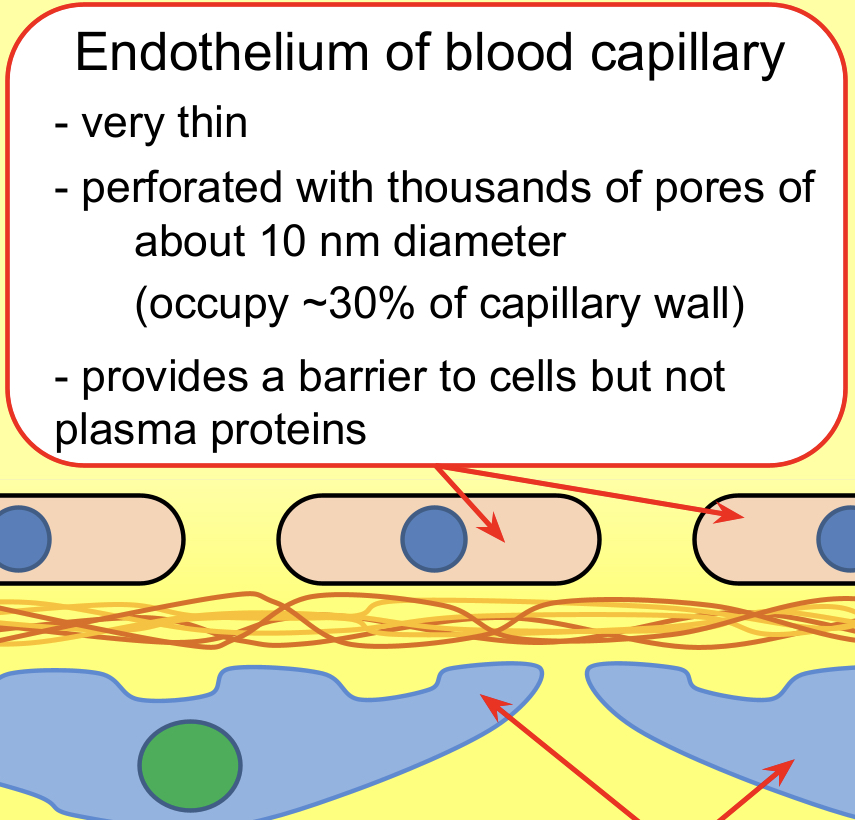 <p>Capillary walls – The wall of the capillaries in the glomerulus is one cell layer thick – this is the endothelium.</p><p>Tiny pores between cells, called fenestrations (80nm in diameter), allow solutes to pass to the basement membrane.</p>