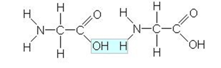 <p>Short chain of amino acids linked by peptide bonds</p>