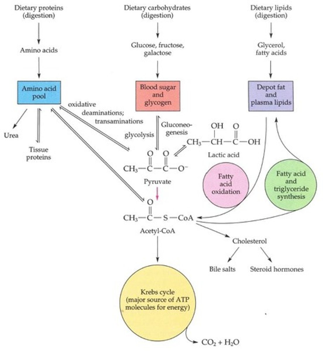 <p>Used when glycogen stores are depleted.</p>