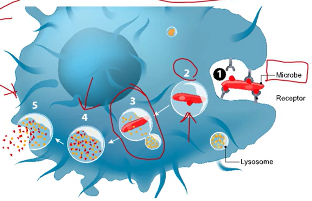 <ol><li><p>Binding and absorption</p></li><li><p>Phagosome formation</p></li><li><p>Phagosome and lysosome to form a phagolysosome</p></li><li><p>Digestion</p></li><li><p>Release of microbial products</p><ol><li><p>Exocytosis</p></li></ol></li></ol><p></p>