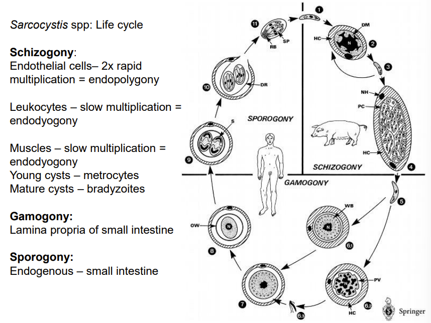 <p><strong>Sarcocystis spp.</strong></p><p><strong>1. Schizogony</strong>: <strong>Intermediate Host (e.g., pig):</strong></p><ul><li><p><strong>Endothelial Cells</strong>: The parasite undergoes rapid multiplication (2x) via endopolygony, where multiple rounds of nuclear division occur within a single host cell.</p></li><li><p><strong>Leukocytes and Muscle Cells</strong>: Here, the parasite multiplies slowly via endodyogony, where two daughter cells form inside the parent cell.</p></li><li><p><strong>Young Cysts (Metrocytes)</strong>: These develop within muscle tissues during the slow multiplication phase.</p></li><li><p><strong>Mature Cysts</strong>: Over time, these young cysts mature and contain <strong>bradyzoites</strong>, which are the infective forms for the definitive host.</p></li></ul><p><strong>2. Gamogony</strong>: <strong>Definitive Host (e.g., dog, cat, human):</strong></p><ul><li><p><strong>Lamina Propria of the Small Intestine</strong>: When the definitive host ingests tissue cysts from the intermediate host, the bradyzoites are released and invade the intestinal cells.</p></li><li><p>The parasite differentiates into male and female gametes. These gametes fuse to form zygotes, completing the sexual reproduction phase.</p></li></ul><p><strong>3. Sporogony</strong>: <strong>Definitive Host (e.g., dog, cat, human):</strong></p><ul><li><p><strong>Small Intestine</strong>: The zygotes develop into oocysts within the small intestine. This process is known as endogenous sporulation.</p></li><li><p><strong>Excretion</strong>: oocyst → sporulated with sporozoites → excreted in the feces → infect new intermediate host. </p></li></ul><p></p>