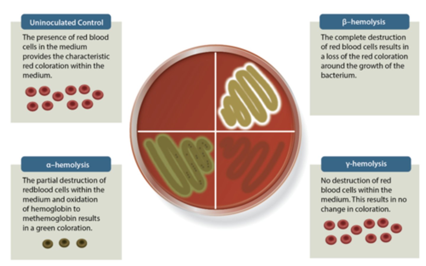 <p>What do the results of each type of hemolysis look like on the blood agar?</p>