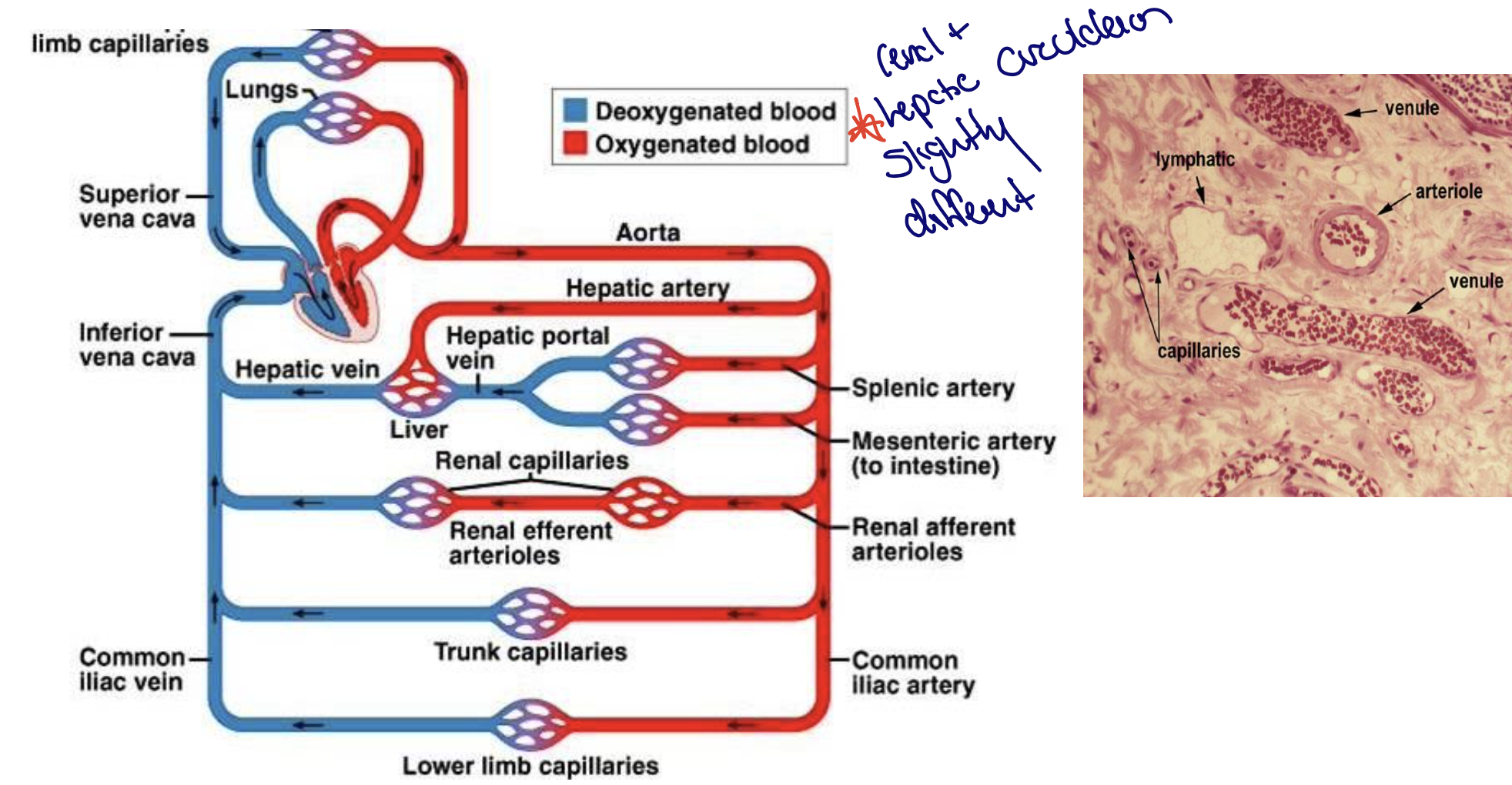 <p>Renal and Hepatic Circulation are different&nbsp;</p>