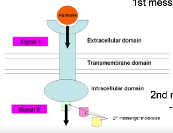 <p>1st: the hormone. signal through cell surface receptor</p><p>2nd messenger: interactions between the intracellular domain and other molecules w/in the cell </p>
