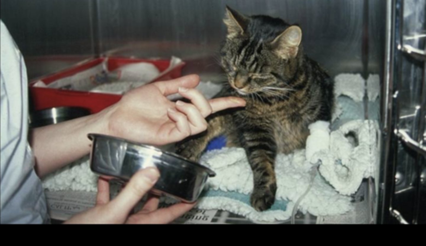 <p>List ways we can encourage feeding in veterinary patients</p>