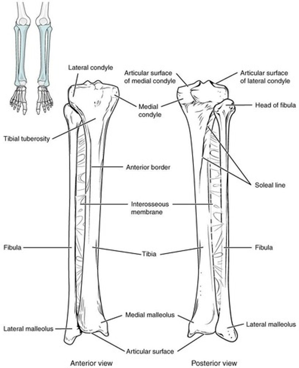<p>Tibia and fibula.</p>