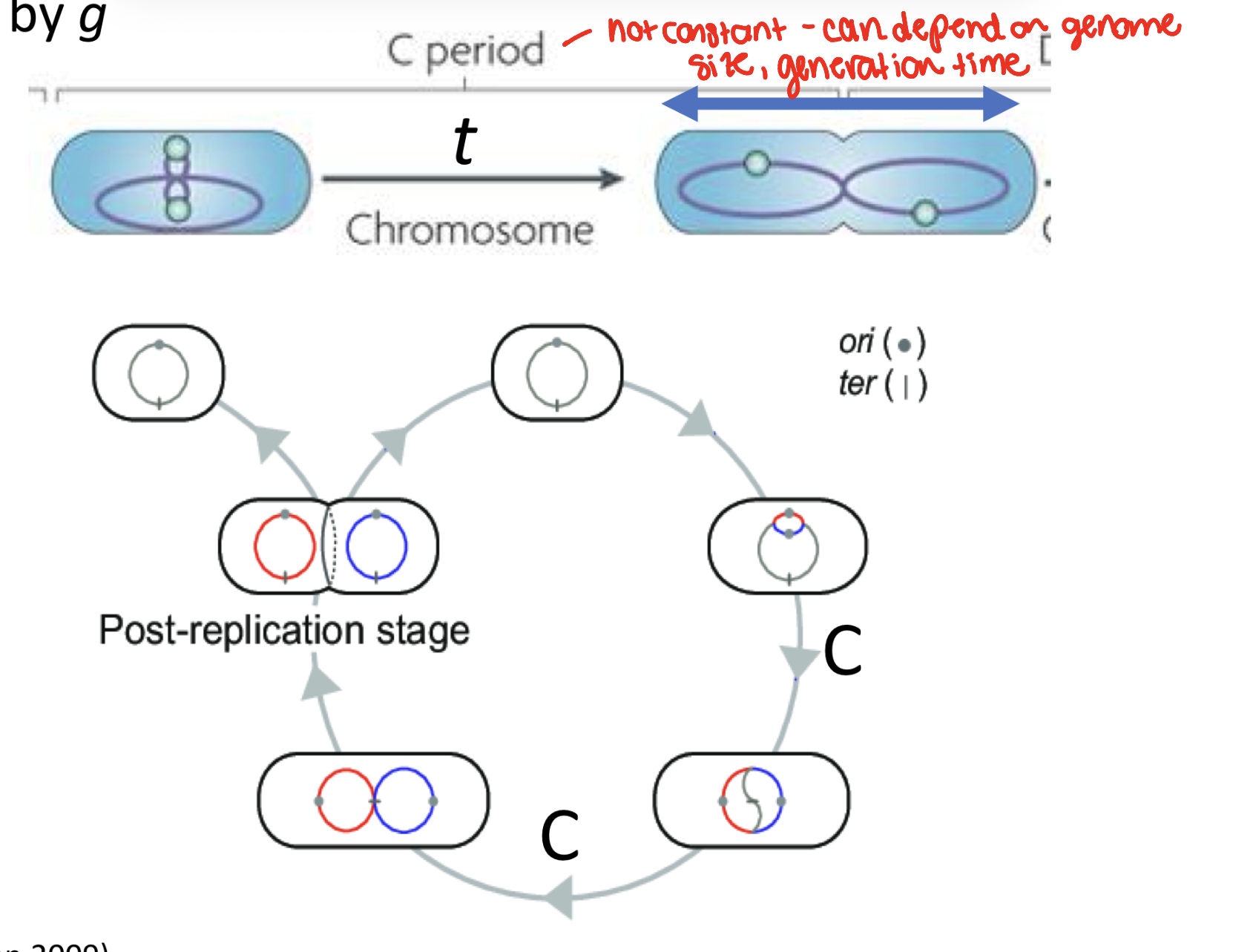 <p>chromosome replication and vegetation (inc in cellular volume)</p>