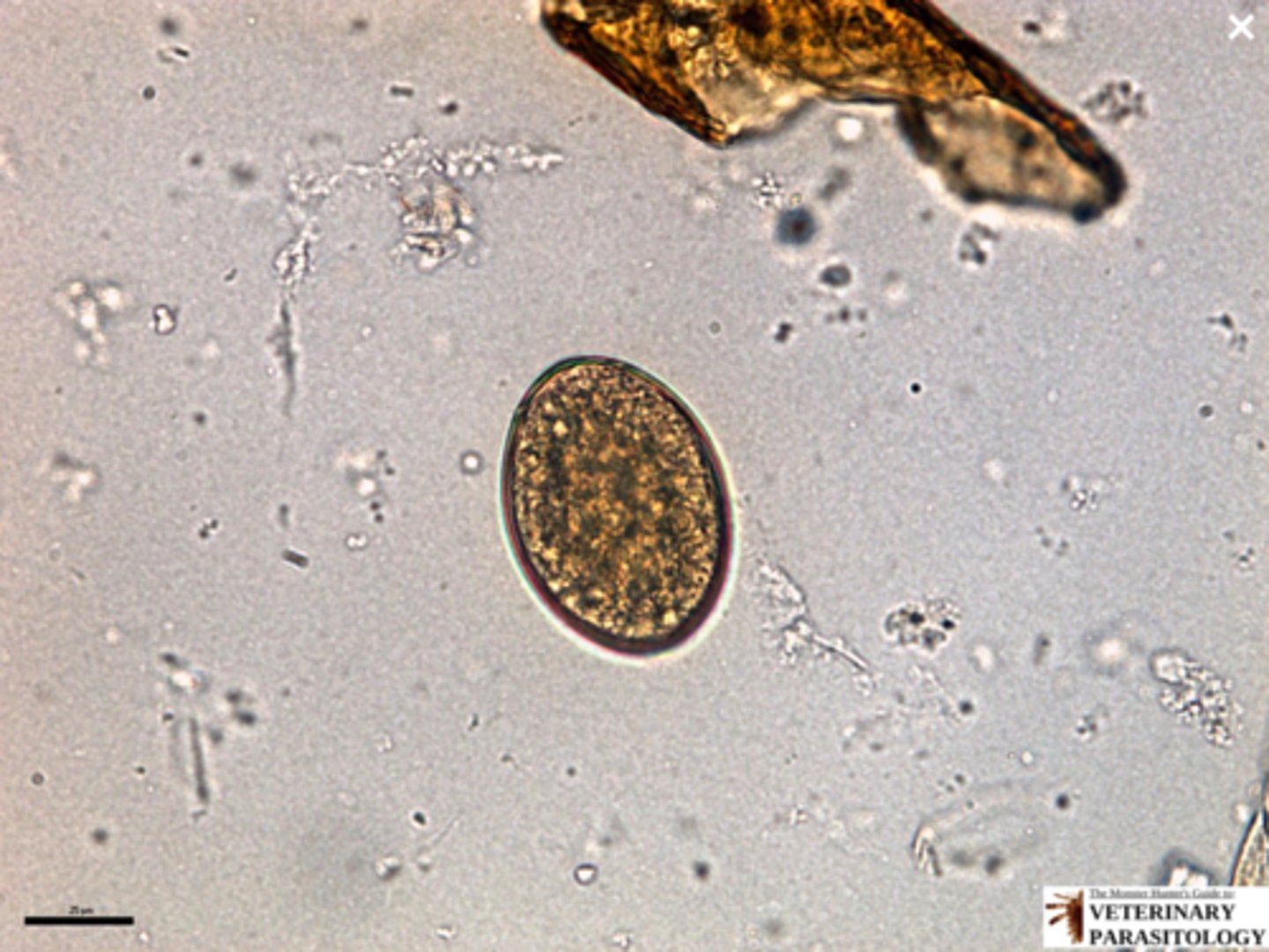 <p>What parasite is this if it is from a cat</p>
