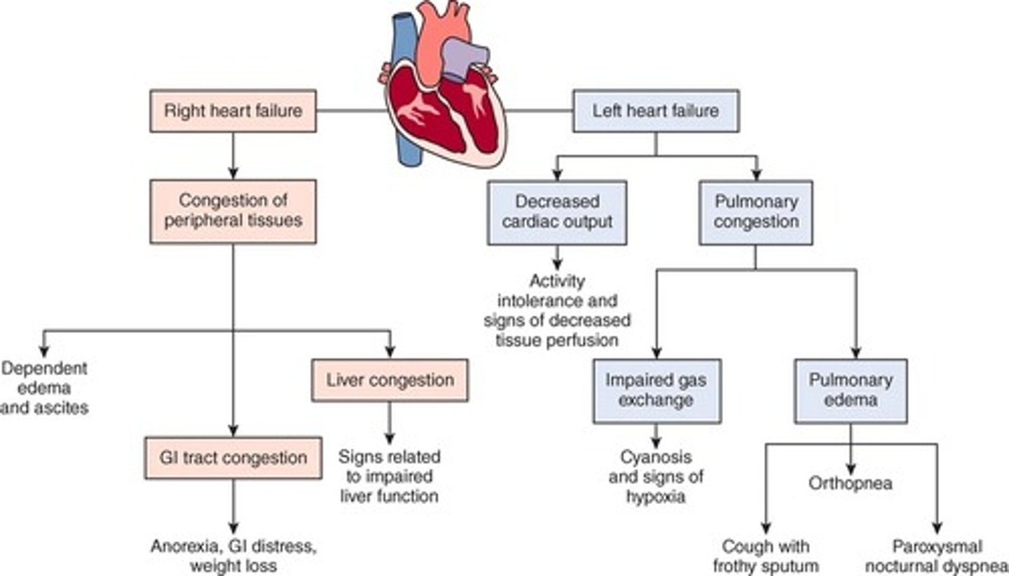 <p>- Right-Sided: Congestion of peripheral tissues</p><p>- Left-Sided: Decreased CO and Pulmonary Congestion</p>
