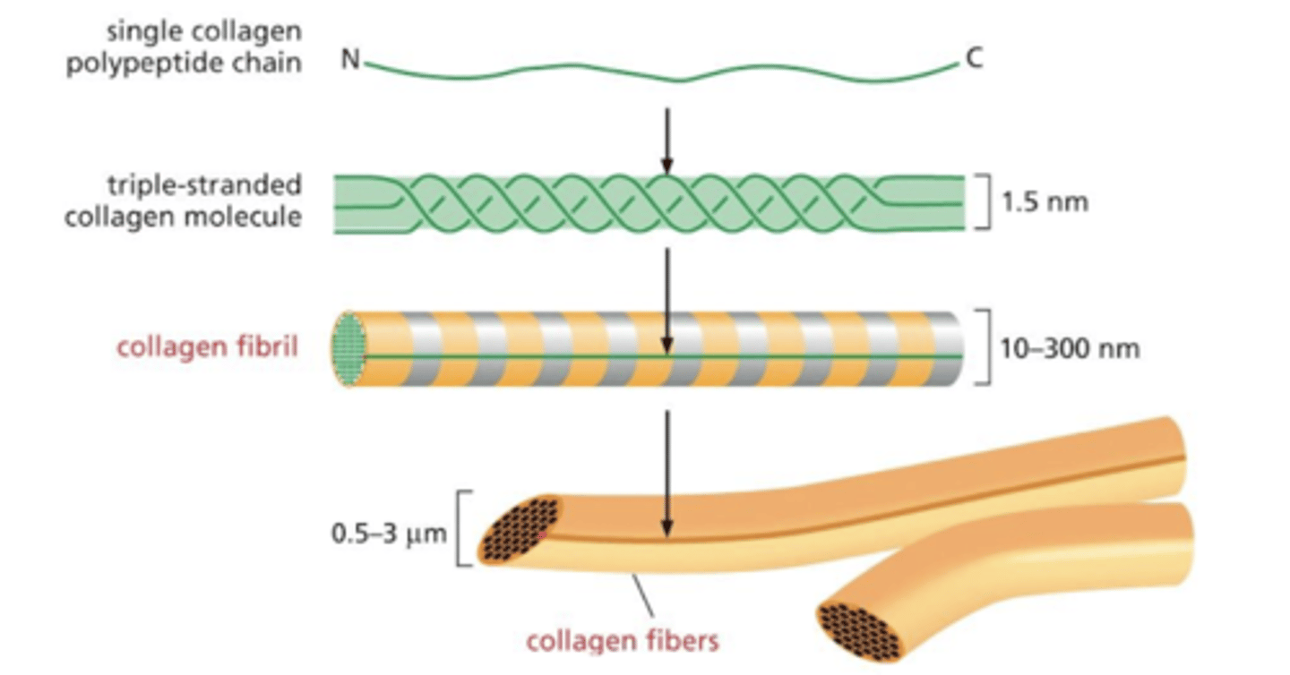 <p>form fibers and are present in connective tissue</p><p>assemble into triple-stranded molecules (no globular domains)</p><p>subunits associate along their lengths (not via N- or C- termini) to form fibrils</p><p>these assemble into the fibers found in connective tissue</p>