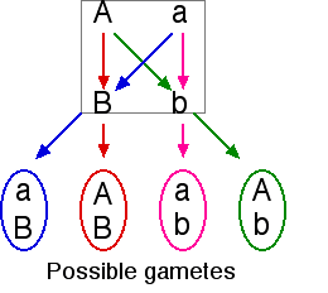 <p>genes separate independently of one another in meiosis</p>