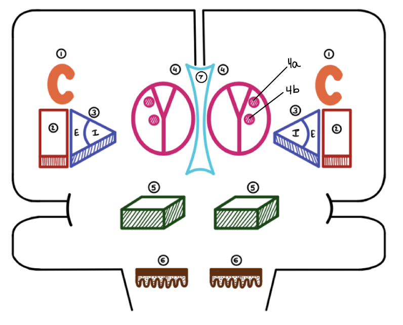 <p>Which basal ganglia structure is labeled 3?</p>