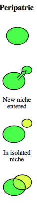 <p>when a new niche i entered by a population and then they are isolated from the rest of the pop</p>