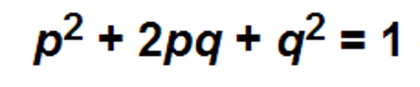 <p>condition that occurs when the frequency of alleles in a particular gene pool remain constant over time</p>