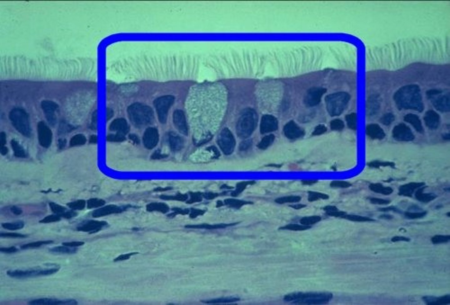 knowt flashcard image