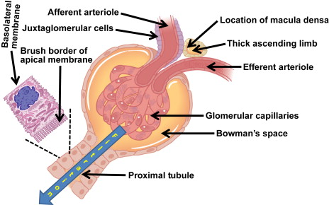 <p>The <strong>renal corpuscle</strong> consists of the <strong>glomerulus</strong> and <strong>Bowman’s capsule</strong>.<br>Its function is to perform <strong>filtration</strong> of blood plasma.</p>
