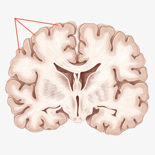 <p>A type of tissue in the brain and spinal cord that plays a crucial role in allowing you to function normally from day to day<span>; consists of high concentrations of neuronal bodies, axon terminals, and dendrites</span></p>