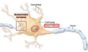 This is the junction of the axon and the soma
