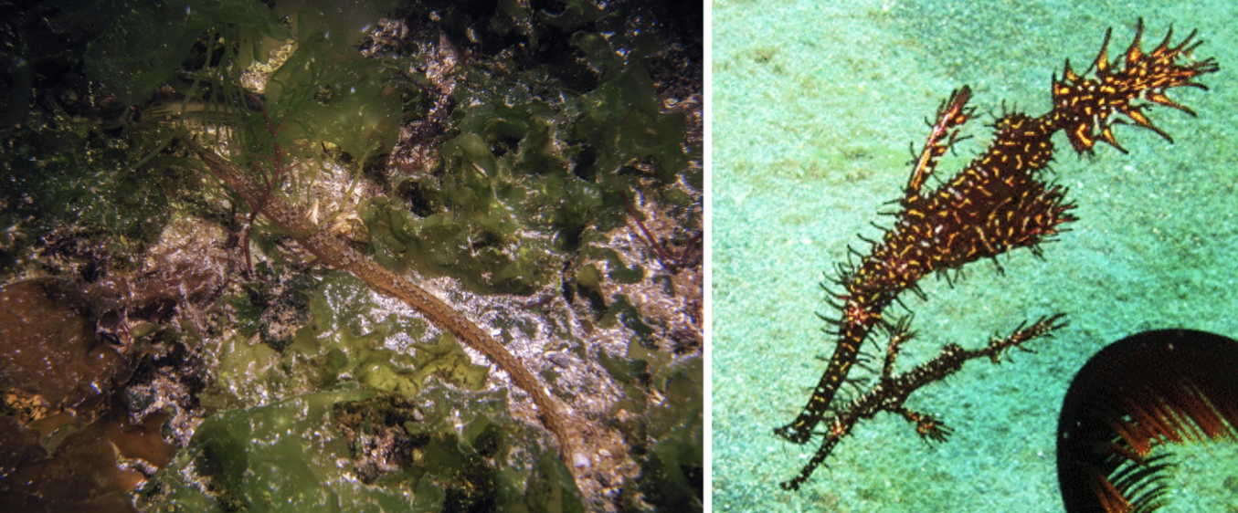 <p>Order Syngnathiformes</p>