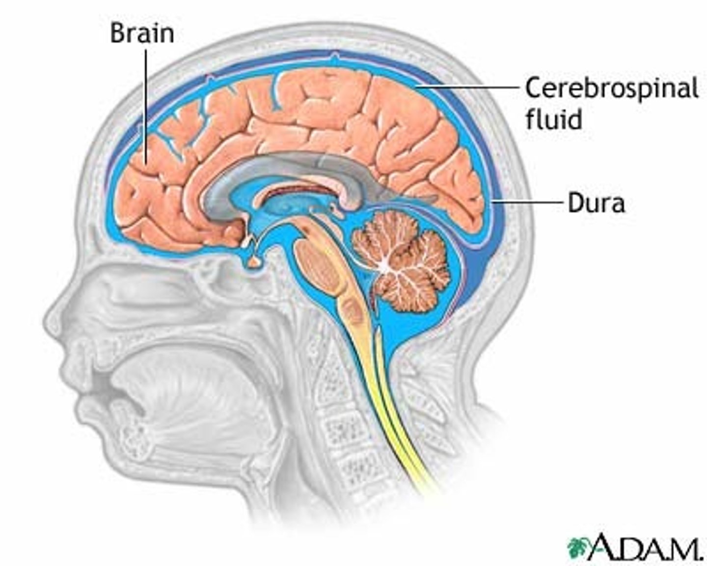 <p>Clear, watery fluid in the ventricles of the brain and central canal of the spinal cord that delivers nutrients to the CNS, provides protection, and removes waste</p>