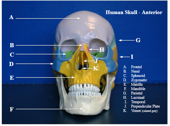 <p>upper jaw bone, houses top teeth (E on image)</p>