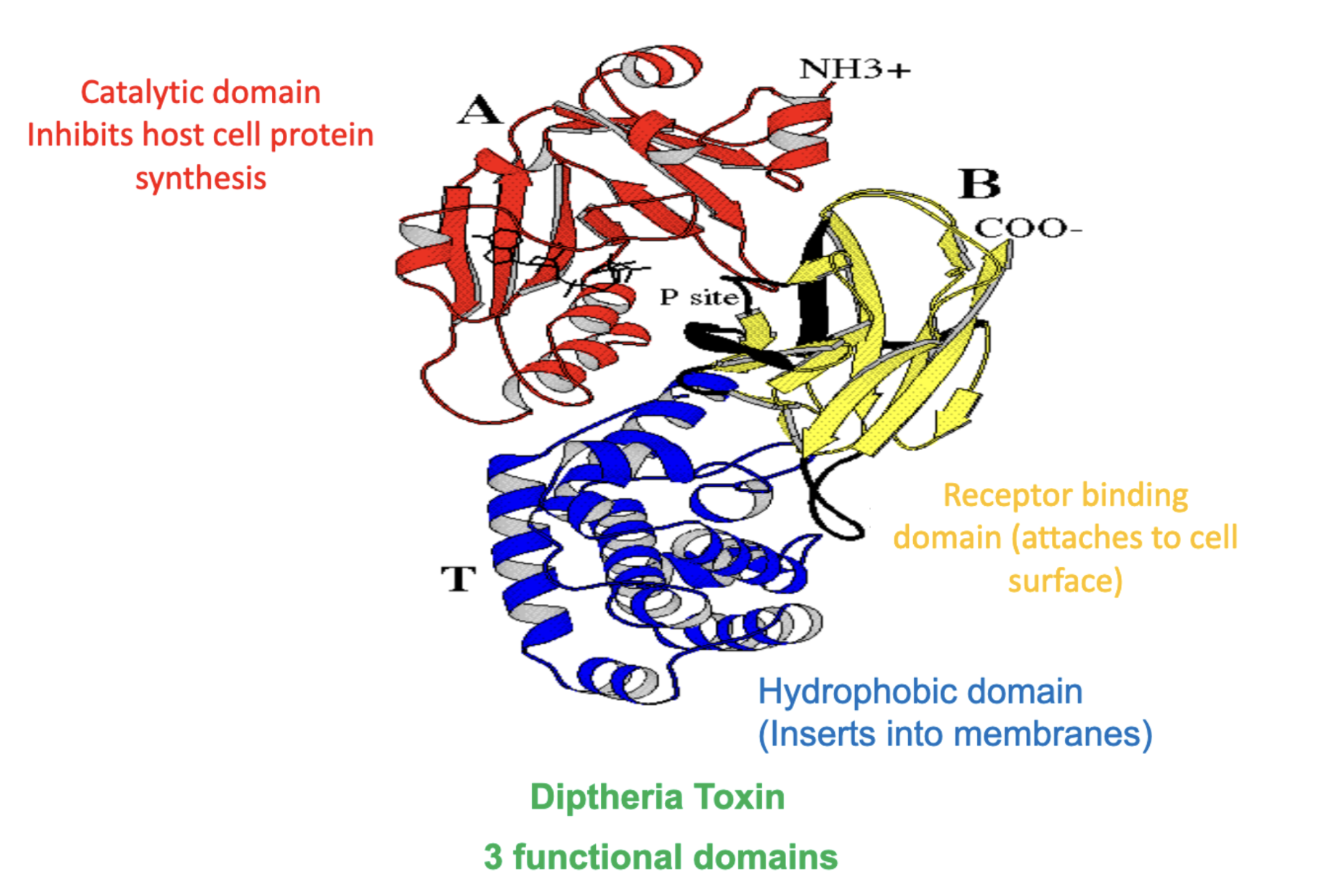 <p>A region of the protein that folds independently of other regions! Often represents a fucntional region of the protein!</p>