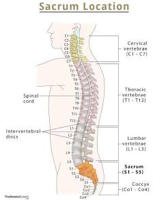 <p><span><span>triangular area at the base of the spine</span></span></p>