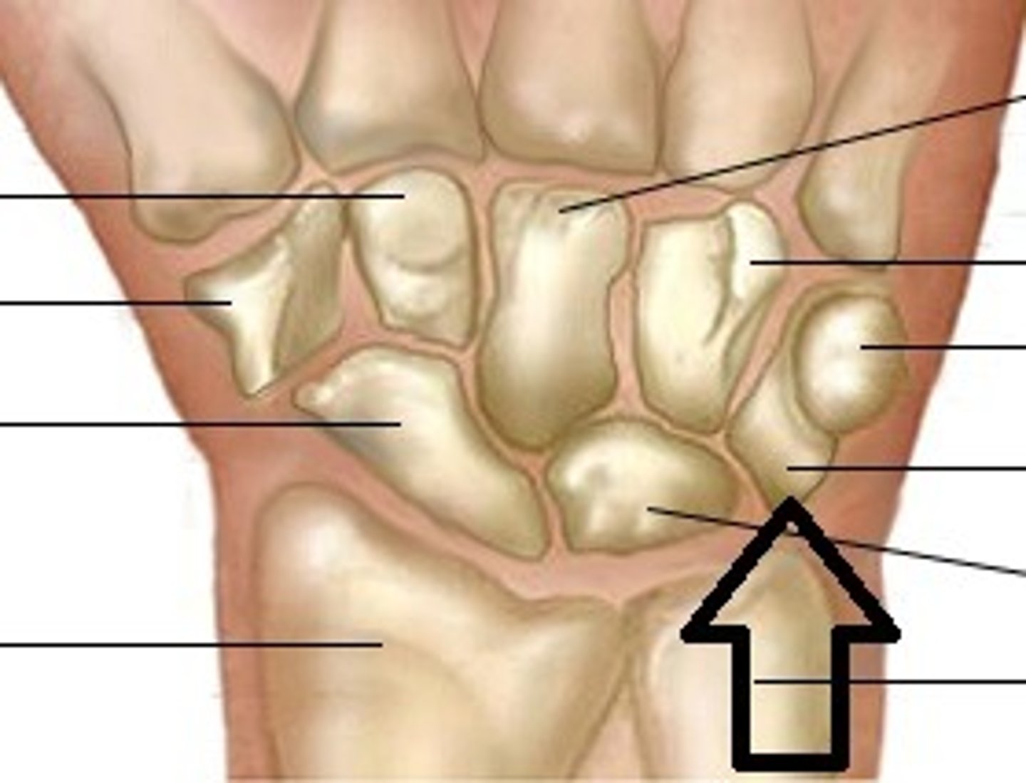 <p>Name the structure labeled with the black arrow</p>