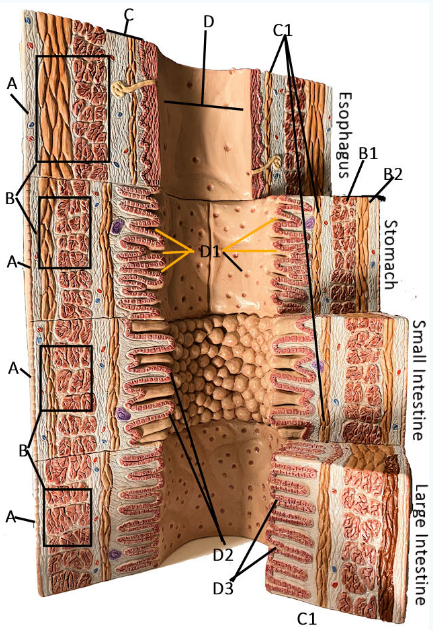 <p>B Stomach</p>