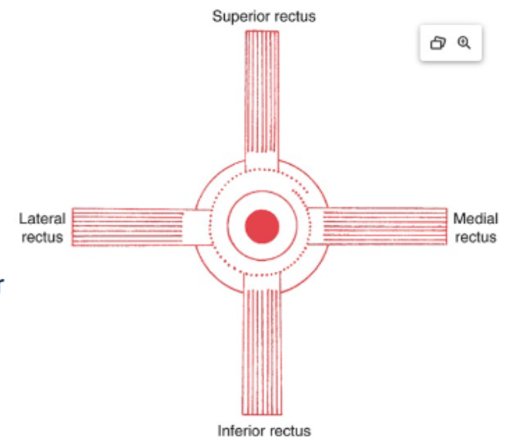 <p>Where do the four rectus muscles insert relative to the equator of the globe?</p>