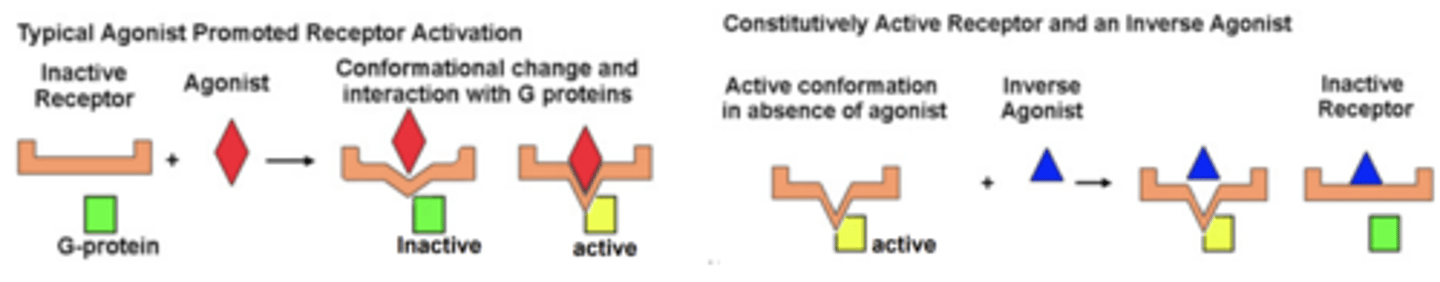 <p>- constitutive activity (activation of downstream signaling)</p><p>- agonist stimulation</p><p>(evidenced by the detection of second messengers in the absence of agonist stimulation. NOT ALL RECEPTORS ARE CONSTITUTIVELY ACTIVE)</p>