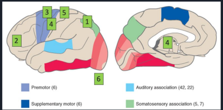 <ol><li><p>What is the current state of the body?</p></li><li><p>Should I move?</p></li><li><p>Select the motor plan</p></li><li><p>Load the motor plan</p></li><li><p>Execute the plan</p></li><li><p>Feedback on how the plan is going. Change it?</p></li></ol>