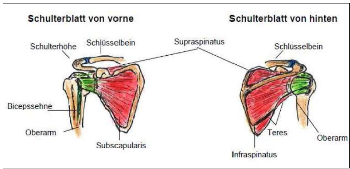 <p>Rotatorenmanschette</p><ul><li><p>muskulärer Mantel des Schultergelenks</p><ul><li><p>stellt beweglichkeit sicher</p></li><li><p>Stabilisierung </p></li><li><p>vorallem Muskulär geführt</p></li></ul></li></ul><p></p>
