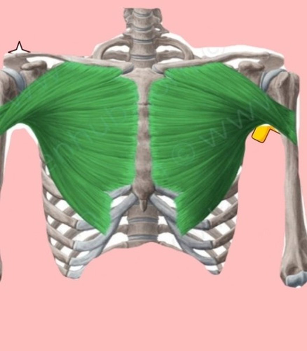 <p>INERVACIÓN: Nervios pectorales lateral y medial (C5-T1)</p><p>IRRIGACIÓN: Ramas pectorales de arteria toracoacromial</p><p>ORIGEN:</p><p>Porción clavicular: cara anterior de la clavícula</p><p>Porción esternocostal: cara anterior del esternón</p><p>Porción abdominal: cara anterior de los músculos rectos</p><p>del abdomen</p><p>INSERCIÓN: Cresta del tubérculo mayor de húmero</p>