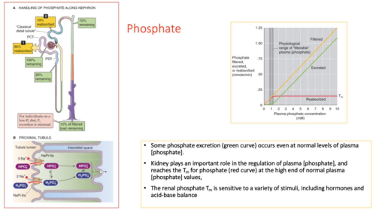 <p>hormones and acid-base balance</p>