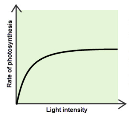 <p>how does <strong><em>light intensity</em></strong><em> </em><strong><em>affect</em></strong> the rate of photosynthesis?</p>