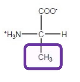 <p>Ala-A-hydrophobic </p>