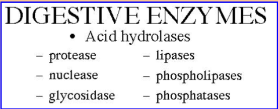 <p>Digestive enzymes</p>
